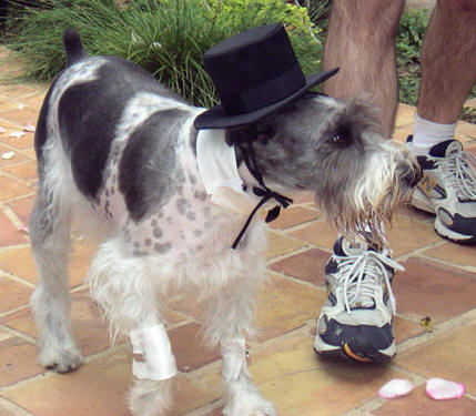 straight neutered dogs celebrate niptuals, support gay pets' rights to wed!